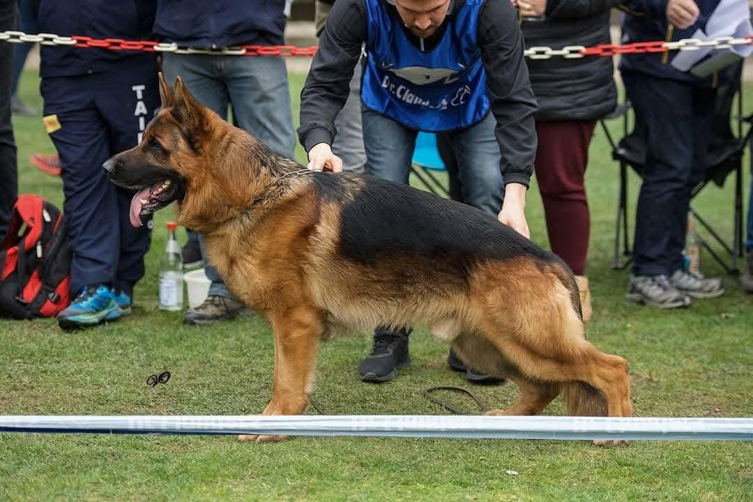 Semental Pastor Alemán vom Myrtea en pista de exposición, Murcia